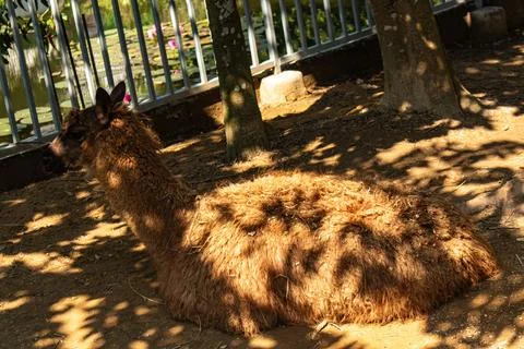 Llama resting under tree shade Stock Photos