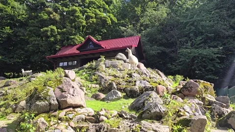 Llama on rocky hill with forest and cabin in summer Stock-Footage 346553835