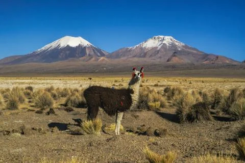 Llama in sajama Stock Photos