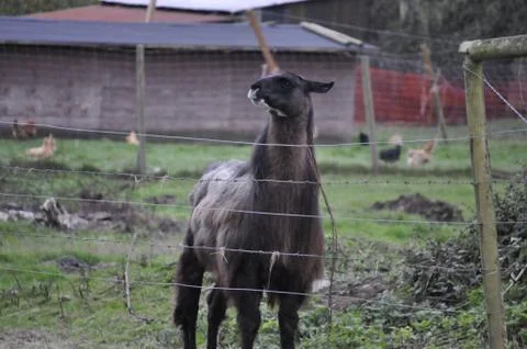 Llama Sass 写真素材