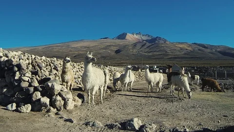Llama Scape Tunupa Volcano Scenario Vidéo 106440870