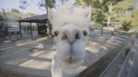 Llama sniffs the camera and turns his head. Stock Footage 94849626