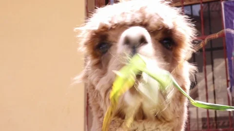 Llama snout Video stock 86762666