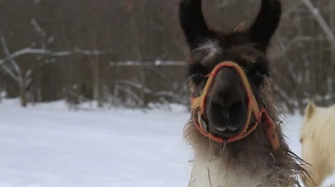 Llama In The Snow 01 Video stock 1057634
