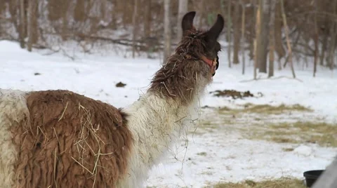 Llama In The Snow 02 Video stock 1057607