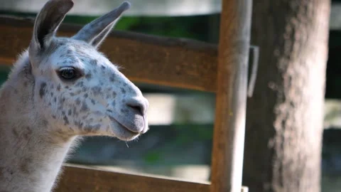 A Llama with spotted head  Stock Footage 243237525