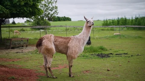 A llama standing in a green pasture, observing its surroundings on a cloudy.. Stock Footage 337625749