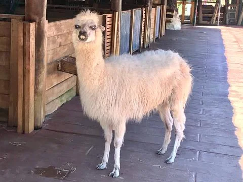 Llama standing in rustic barn Stock Photos