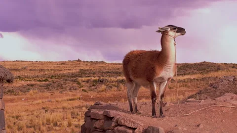Llama standing on stone wall with stormy sky in background in rural Puno, Peru Stock Footage 320799155