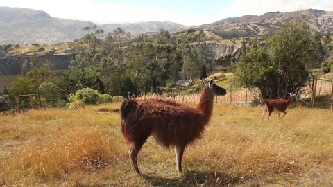 Llama standing with view Stock Footage 71977768