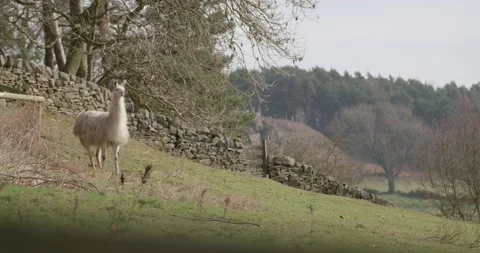 A llama stands in a field in Derbyshire Stock Footage 166506845