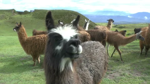 A Llama Steps up to the Camera Stock Footage 63748497