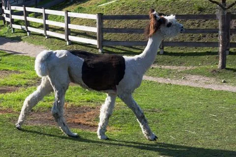 Llama strolling through a pasture Foto stock