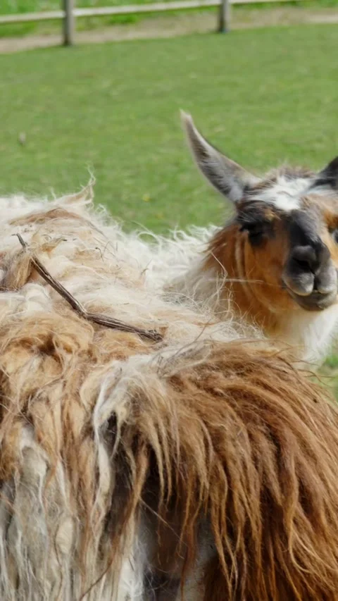 Tangled Alpaca Coat タグ付き未使用】OHOTORO Tangled Alpaca coat