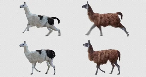 Llama Walking and Running Stock Footage 201369415