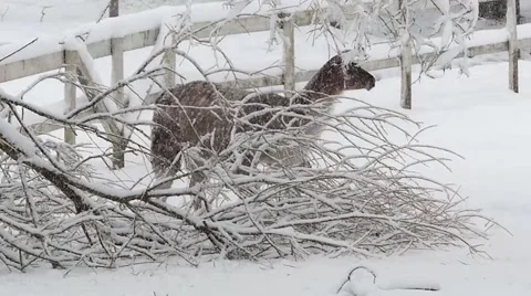 Llama walking around in snow. Stock Footage 41265797