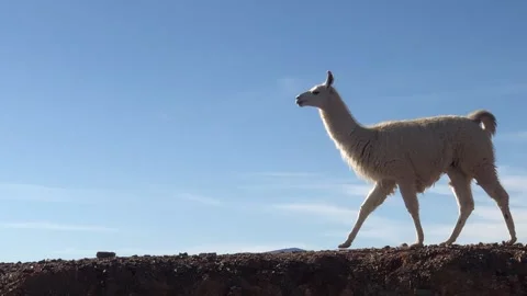 Llama walking Stock Footage 156940909