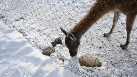 Llama in zoo Stock Footage 73206999