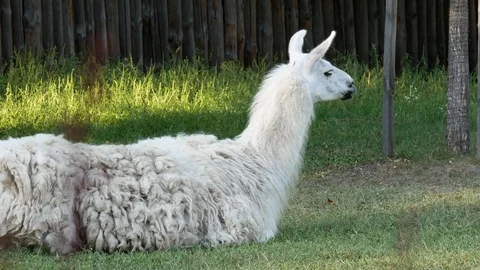 Llama at the zoo. Stock Footage 80283113