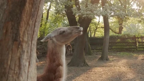 Llama at the zoo Stock Footage 160343992