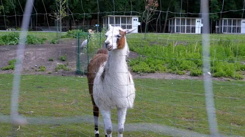 Llama in the zoo Stock Footage 293215731