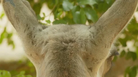 Llama4 Stock Footage 233509138