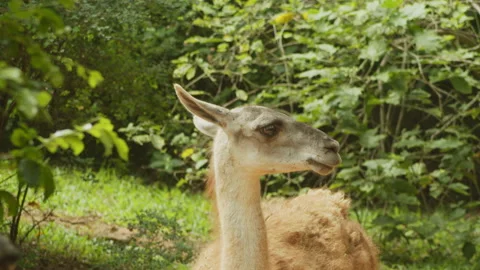 Llama5 Stock Footage 233514436
