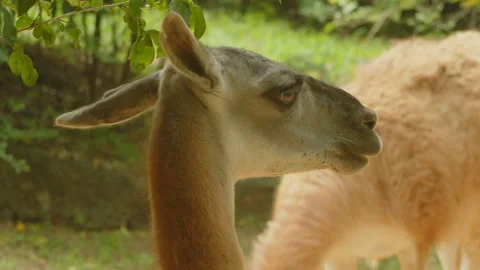 Llama6 Stock Footage 233513444