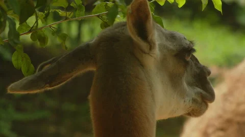 Llama7 Stock Footage 233518093