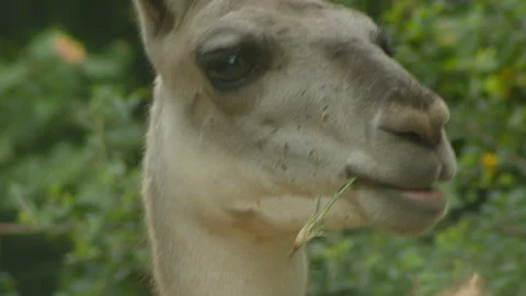Llama8 Stock Footage 233514256