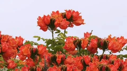 Llamarada Trees Tops Stock Footage 8600131