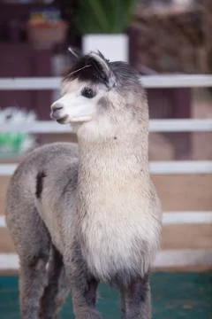 Llamas (Alpaca) in the stables Stock Photos