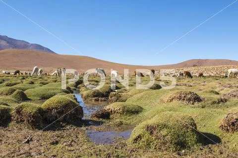 Llamas on an amazing lake nature landscape in South America. Stock Photos
