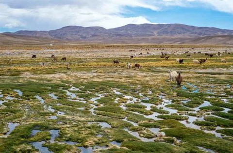Llamas and alpacas graze in the mountains near Paso de Jama, Argentina-Chile Stock Photos