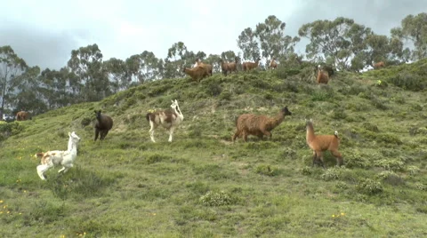Llamas and Alpacas Look Down the Hill Stock Footage 63748820