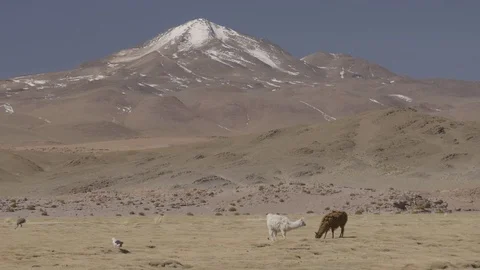 Llamas and Rhea graze below mount Yuraq Urqu in Bolivia Stock Footage 81885698
