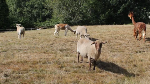 Llamas and Sheep in a Field Video stock 34358128