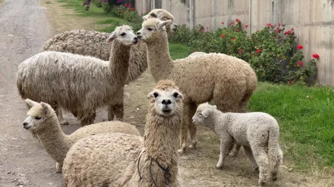 Llamas animals in Peru Stock Footage 311771696