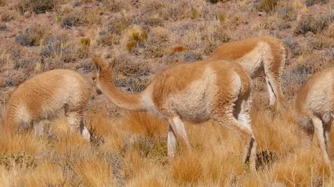 Llamas in the Atacama desert, focus On Stock Footage 107178609