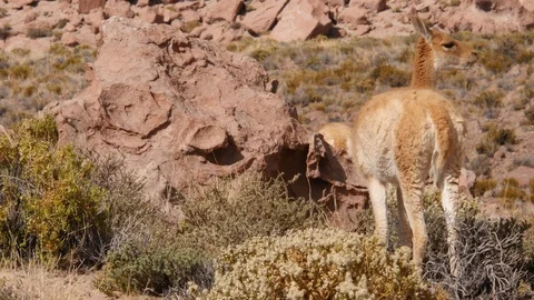Llamas in the Atacama desert, focus On Stock Footage 107178616