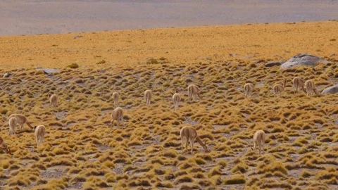 Llamas in the Atacama desert Stock Footage 107129294