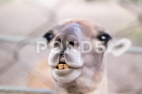 Llama's charismatic head close-up at the zoo Stock Photos
