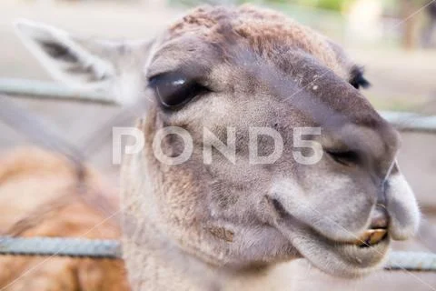 Llama's charismatic head close-up at the zoo Stock Photos
