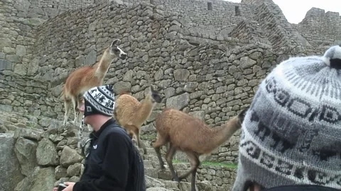 Llamas climbing down stairs at Machu Picchu as tourists watch on 2 Video stock 305306257
