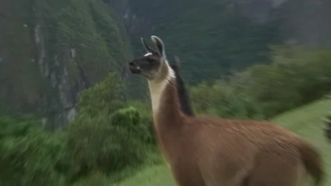 Llamas climbing down stairs at Machu Picchu as tourists watch on 1 Video stock 305306331