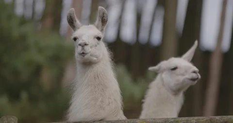 Llamas in Derbyshire Stock Footage 166505510