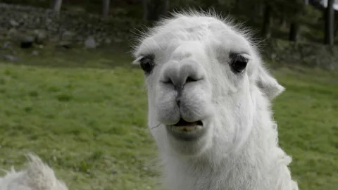 Llamas in Derbyshire, UK Stock Footage 181734616