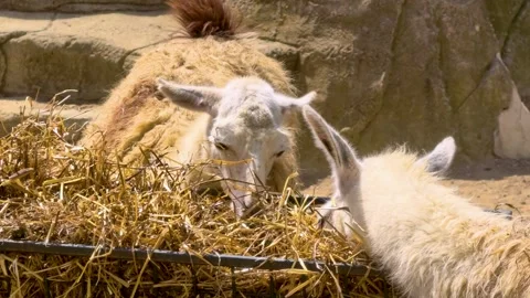 Llamas eat hay in a farm setting during the daytime in sunny weather Video stock 342827229