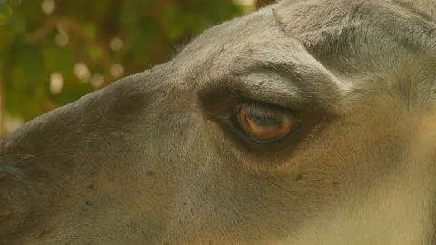 Llamas eye Stock Footage 233508909