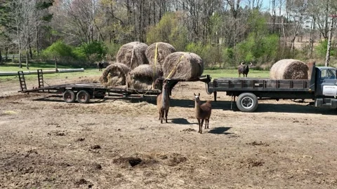 Llamas on a Farm Video stock 197140935